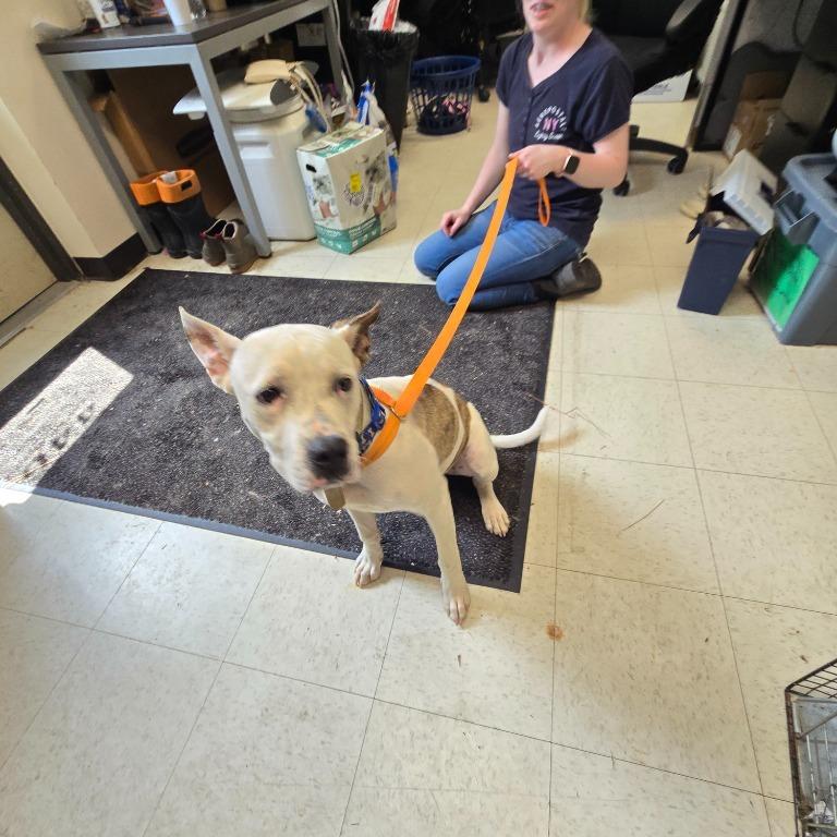 Enlarge Bonnie, a Adoptable Mixed Breed in Mount Gilead, NC image 1/1