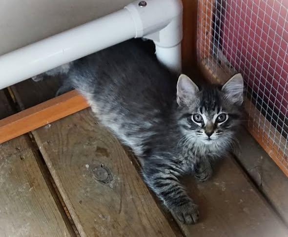 Rum Tum Tugger - The only thing he'll tug is your heartstrings, ADOPTABLE, Young Male Domestic Short Hair.