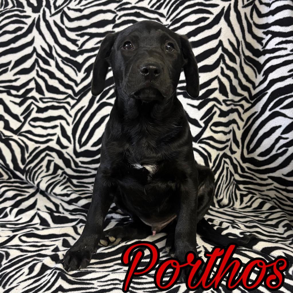 Enlarge Porthos, a Adoptable mixed breed in Hillsboro, OH image 1/3