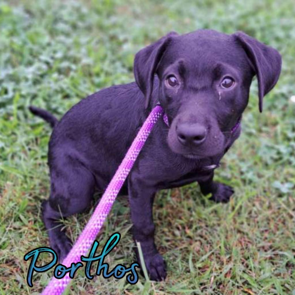 Enlarge Porthos, a Adoptable mixed breed in Hillsboro, OH image 2/3