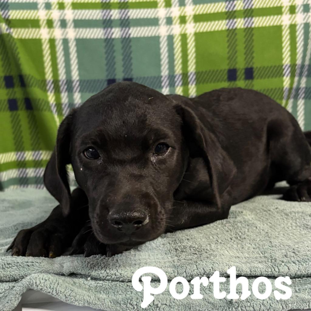 Enlarge Porthos, a Adoptable mixed breed in Hillsboro, OH image 3/3