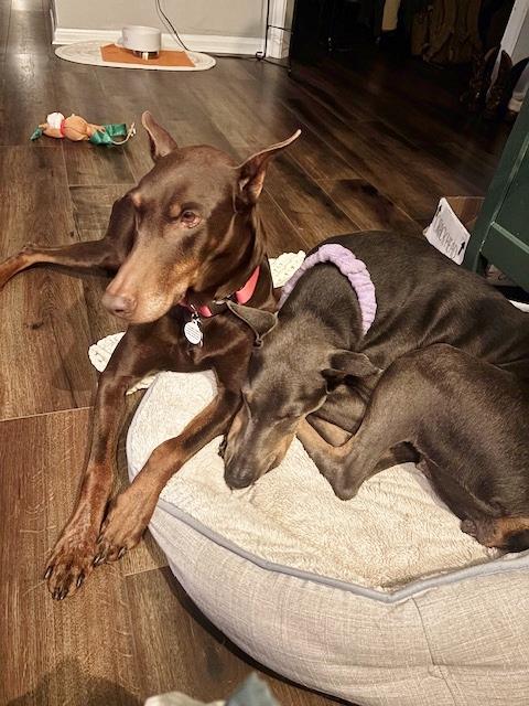 Grace and Willow, ADOPTABLE, Adult Female Doberman Pinscher.