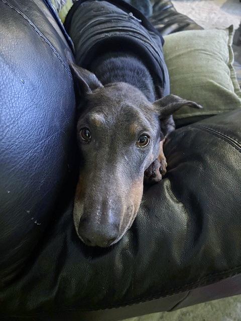 Grace and Willow, a ADOPTABLE Doberman Pinscher in Arlington, VA image 6/6