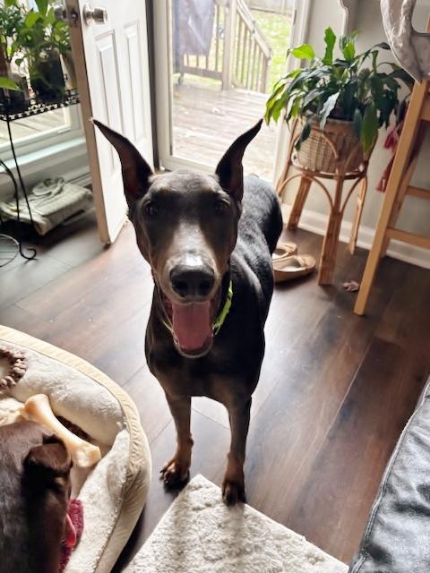 Grace and Willow, a ADOPTABLE Doberman Pinscher in Arlington, VA image 2/6