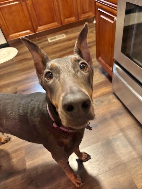 Grace and Willow, a ADOPTABLE Doberman Pinscher in Arlington, VA image 3/6