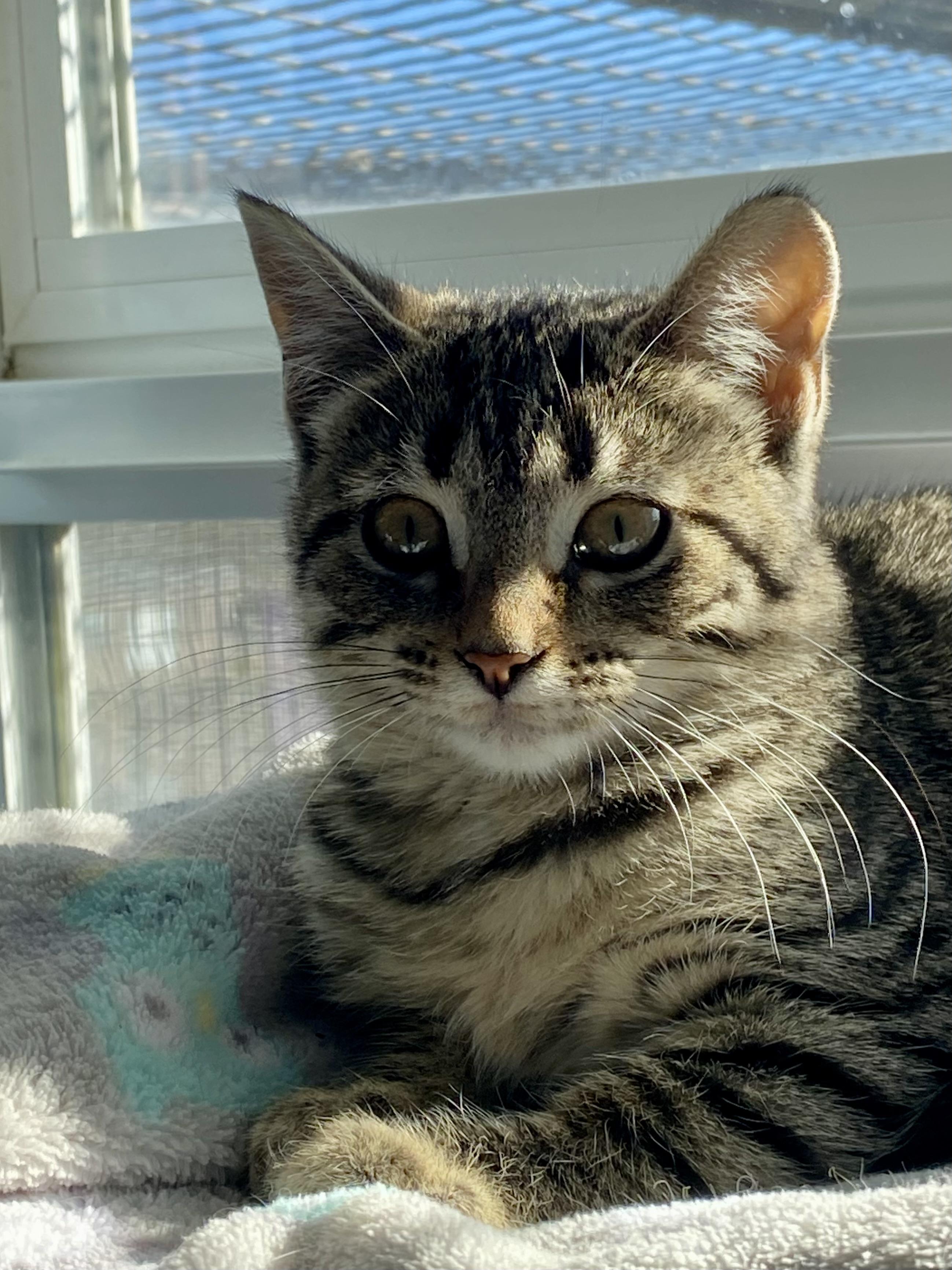 Miney, an adoptable Tabby in Choteau, MT, 59422 | Photo Image 1