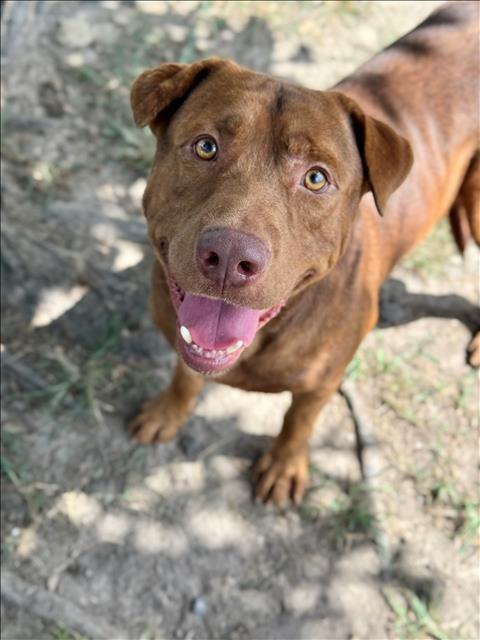 BOWIE, Adoptable, Adult Male Labrador Retriever & Mixed Breed.