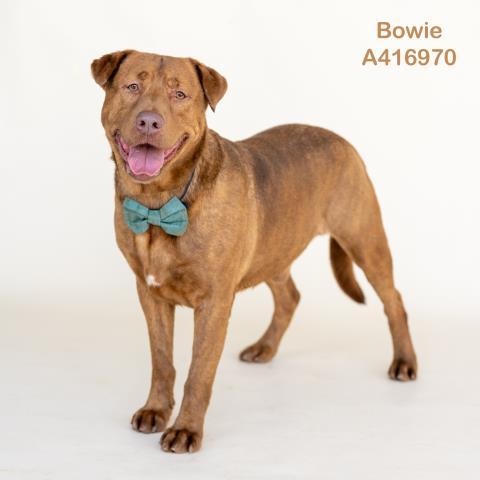 Enlarge BOWIE, a Adoptable mixed breed in Conroe, TX image 1/1