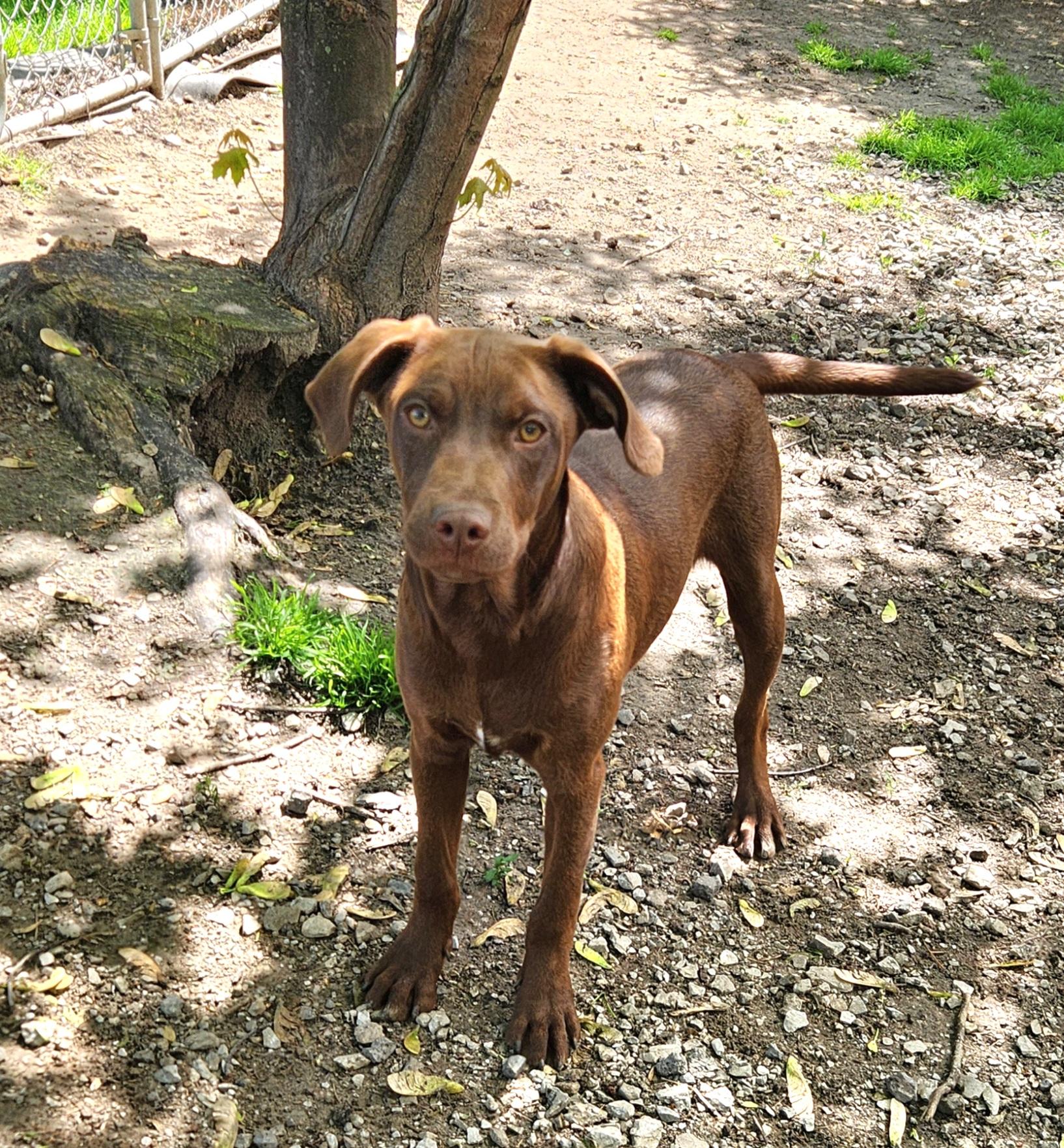 Felix, an adopted mixed breed in Liberty Center, OH image 2/6