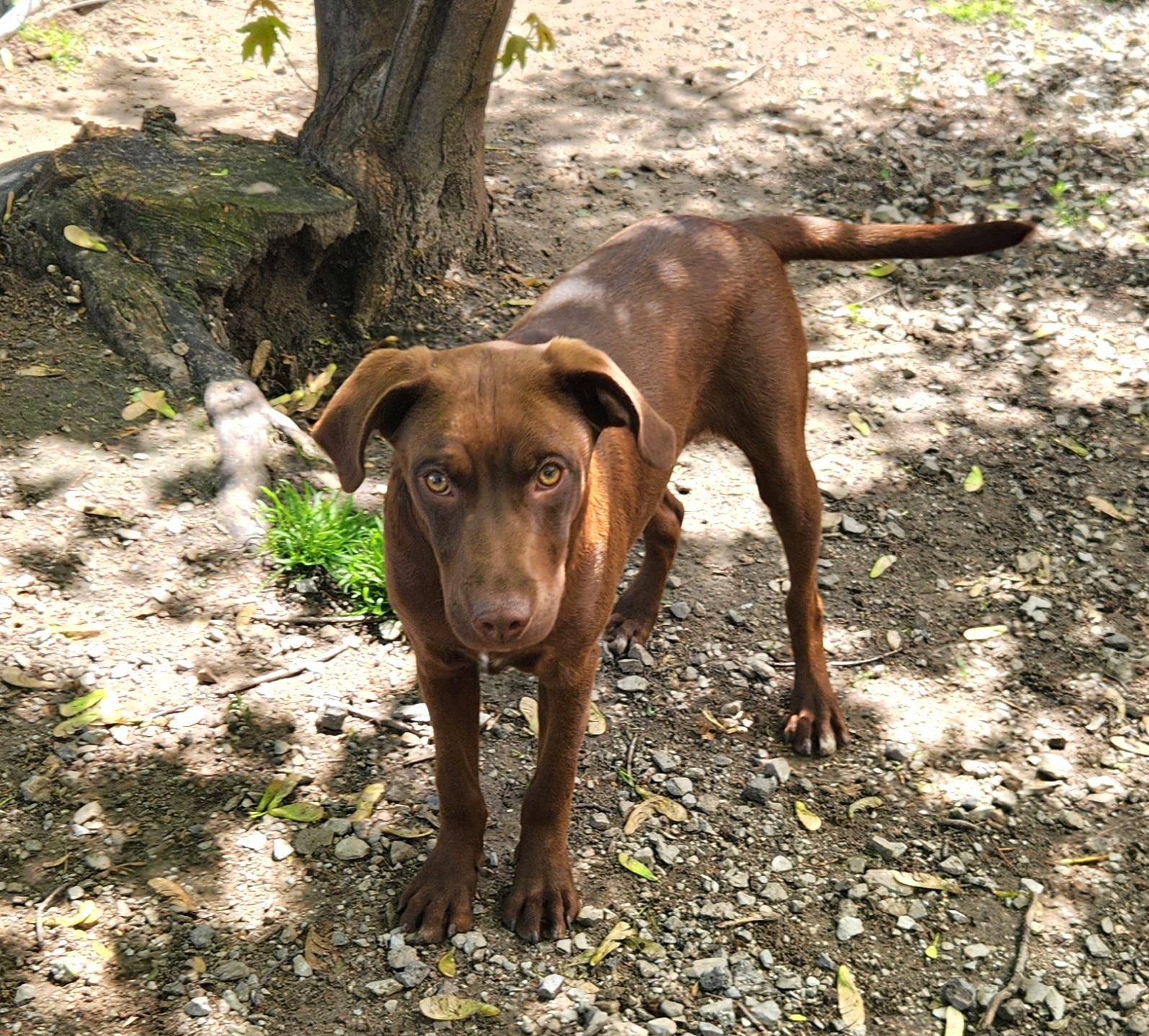 Felix, an adopted mixed breed in Liberty Center, OH image 4/6