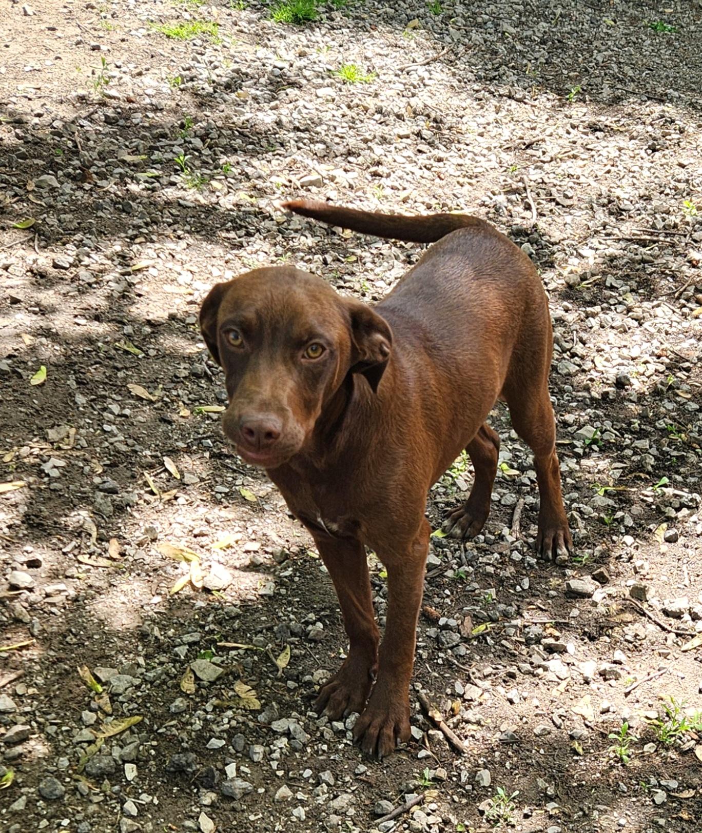 Felix, an adopted mixed breed in Liberty Center, OH image 5/6