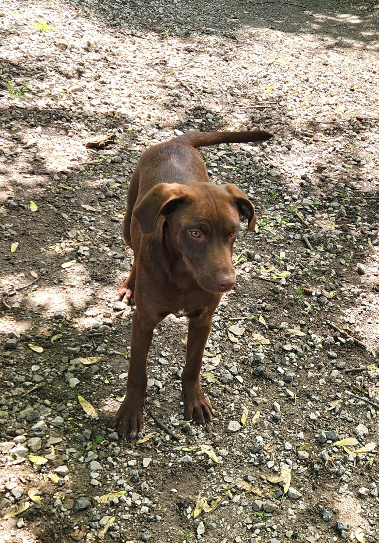 Felix, an adopted mixed breed in Liberty Center, OH image 6/6