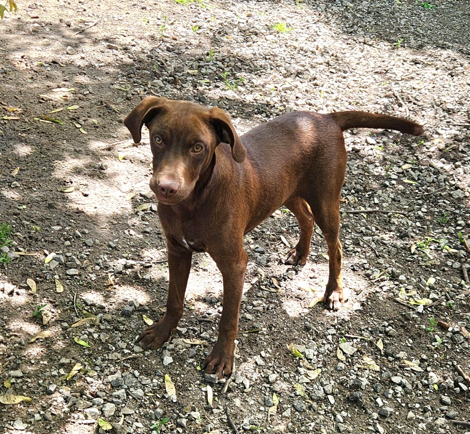 Felix, an adopted mixed breed in Liberty Center, OH image 1/6