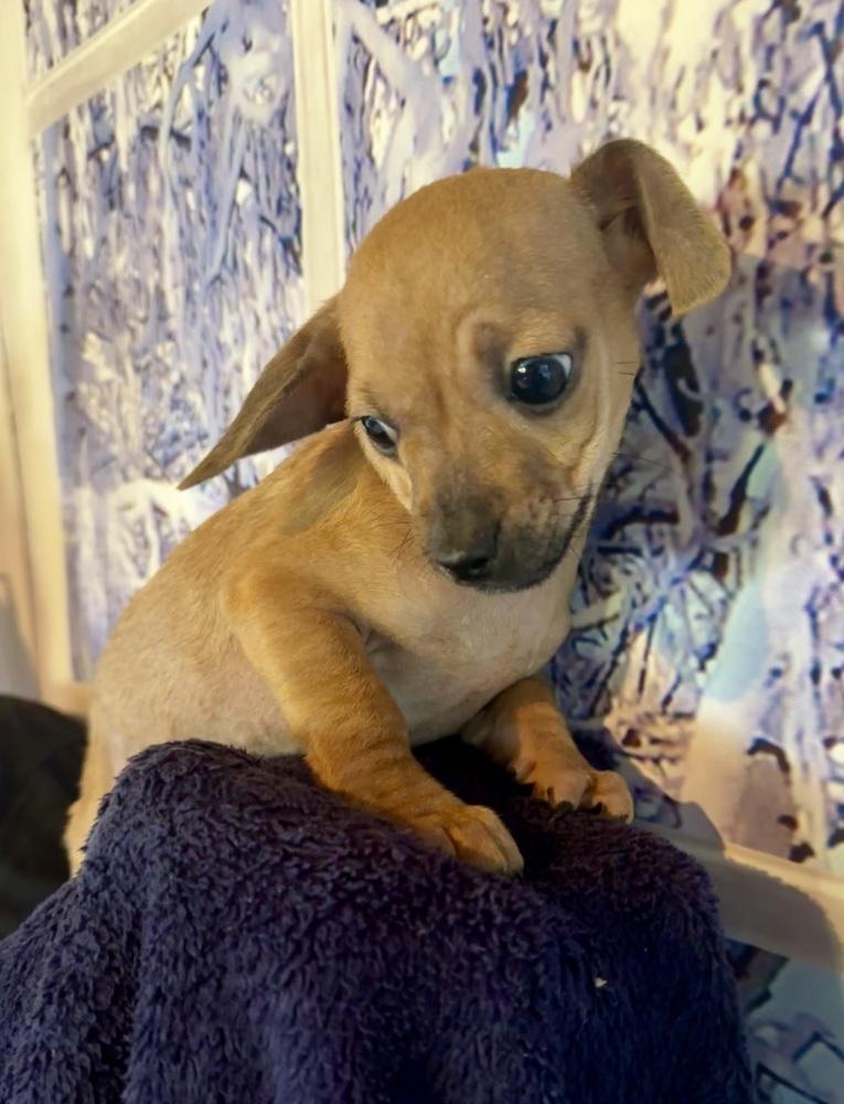 Enlarge Nacho, a Adoptable Chihuahua in Escondido, CA image 1/4