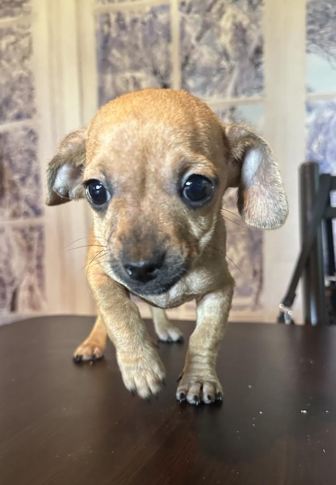 Enlarge Nacho, a Adoptable Chihuahua in Escondido, CA image 2/4