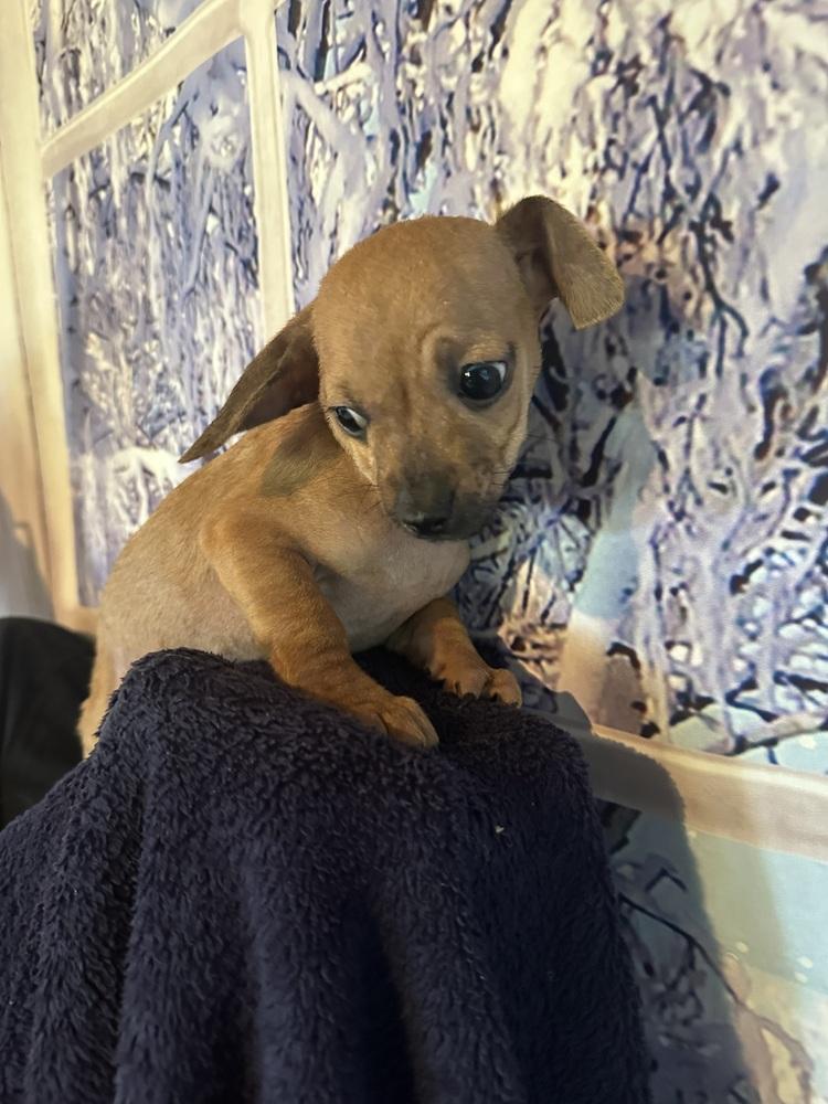 Enlarge Nacho, a Adoptable Chihuahua in Escondido, CA image 3/4