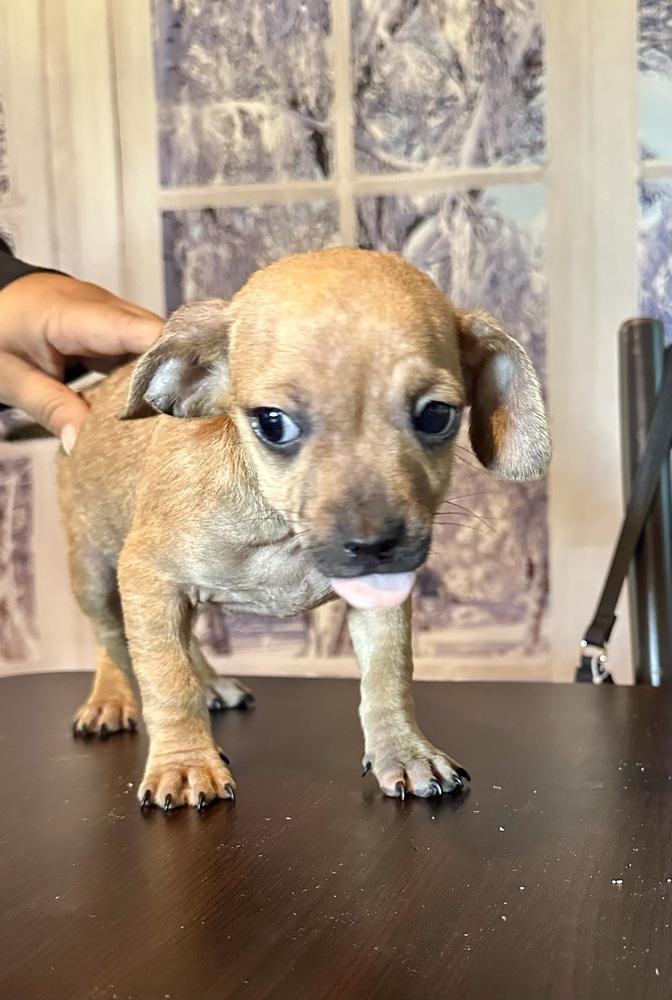 Enlarge Nacho, a Adoptable Chihuahua in Escondido, CA image 4/4