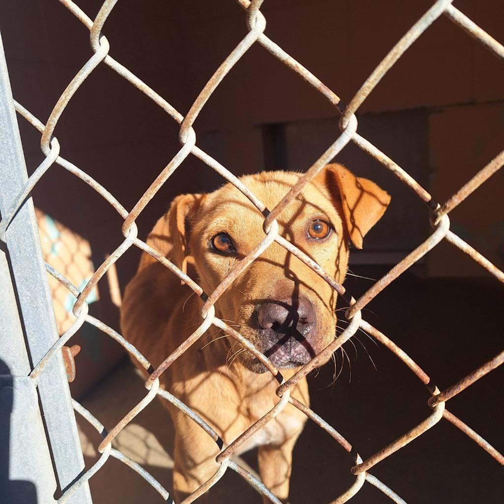 Enlarge Sawyer, a Adoptable Pit Bull Terrier in Gautier, MS image 1/3