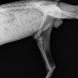 Enlarge Sawyer, a Adoptable Pit Bull Terrier in Gautier, MS image 2/3