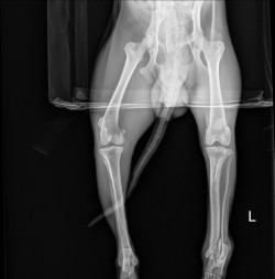 Enlarge Sawyer, a Adoptable Pit Bull Terrier in Gautier, MS image 3/3