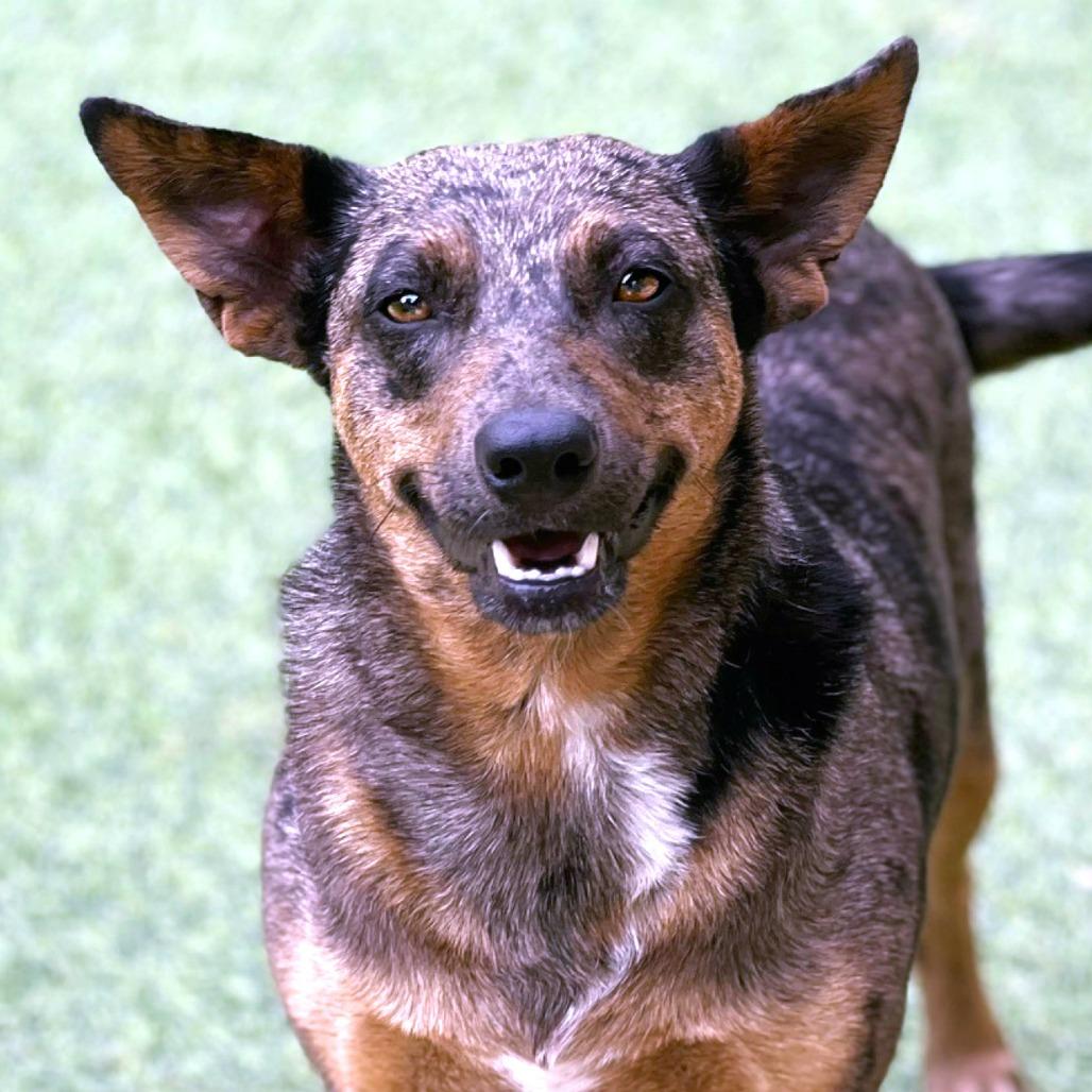Auburn, Adoptable, Adult Female Australian Cattle Dog / Blue Heeler & Cattle Dog.