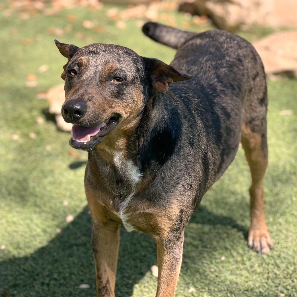 Enlarge Auburn, a Adoptable mixed breed in San Antonio, TX image 2/3