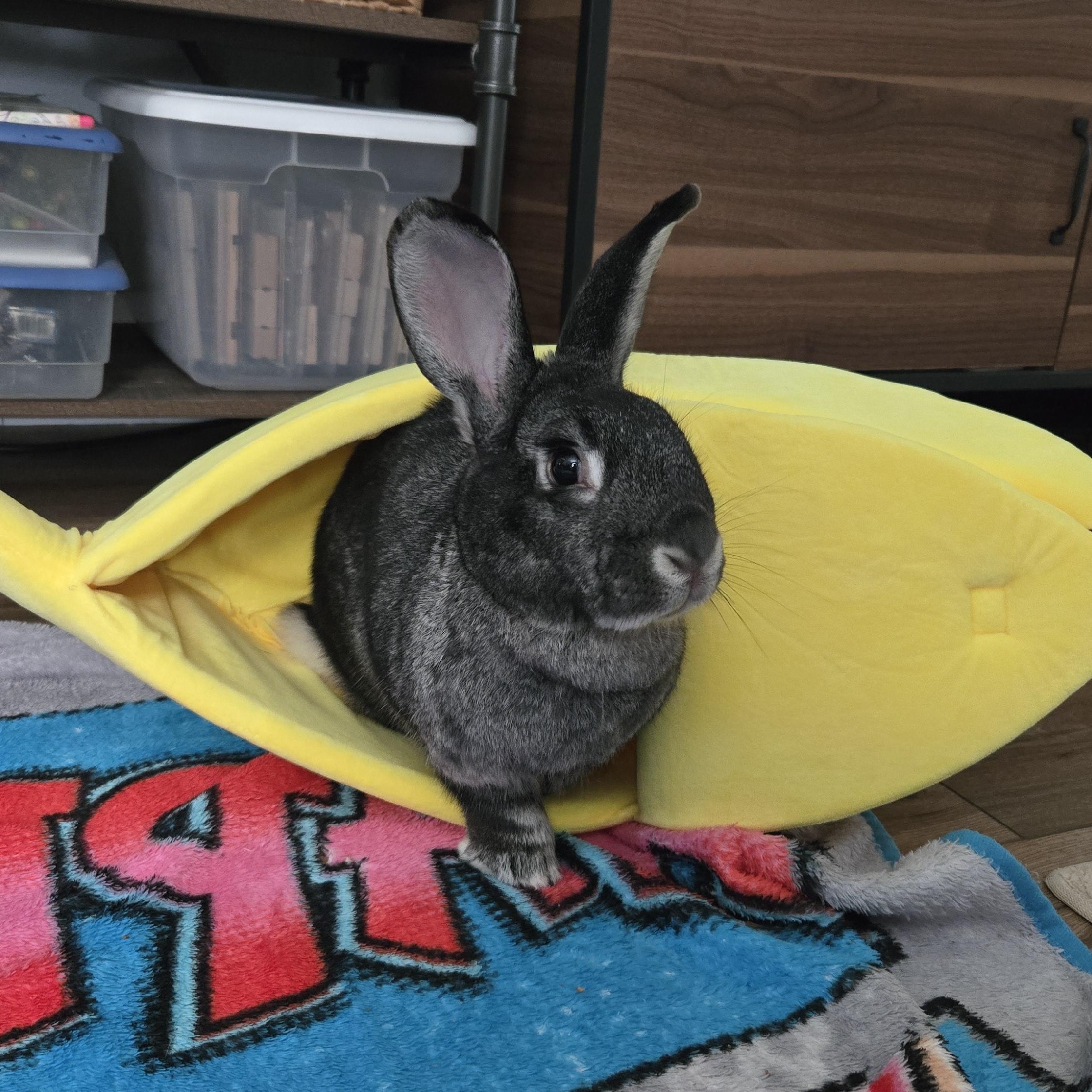 Stewie "The Toe", Adoptable, Adult Male Chinchilla.