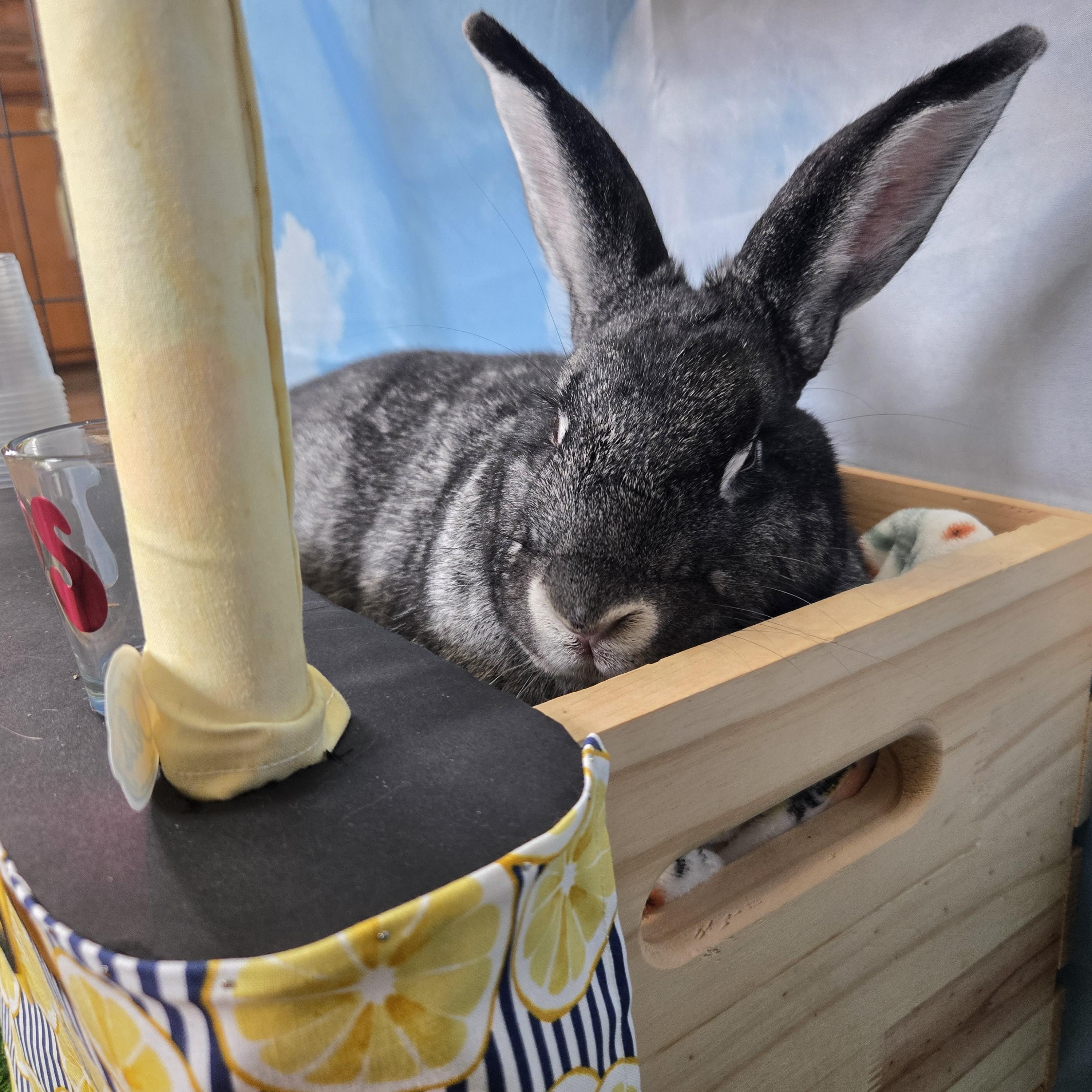 Stewie, an adoptable Chinchilla in Andover, MA image 6/6