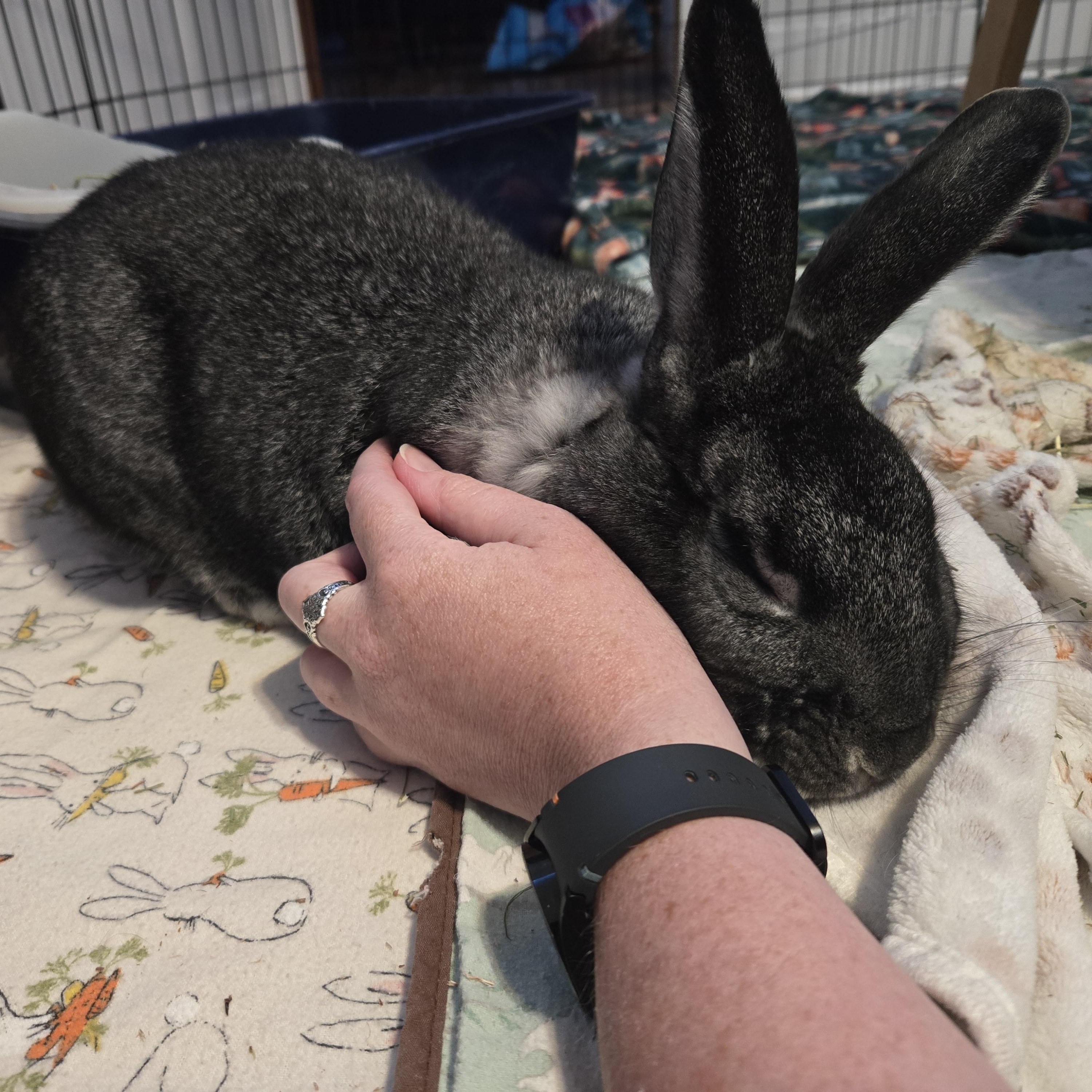 Stewie, an adoptable Chinchilla in Andover, MA image 2/6