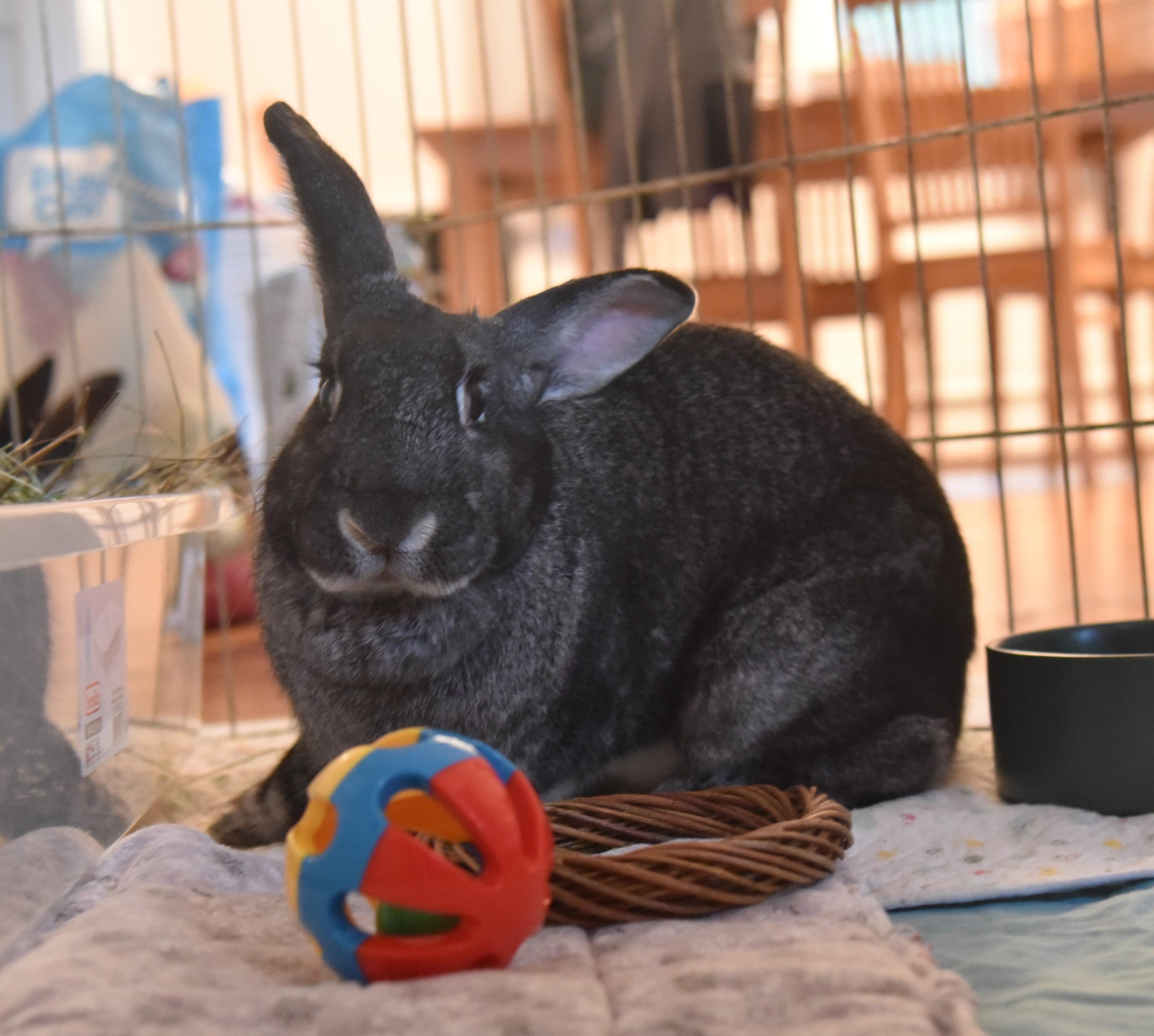Stewie, an adoptable Chinchilla in Andover, MA image 4/6