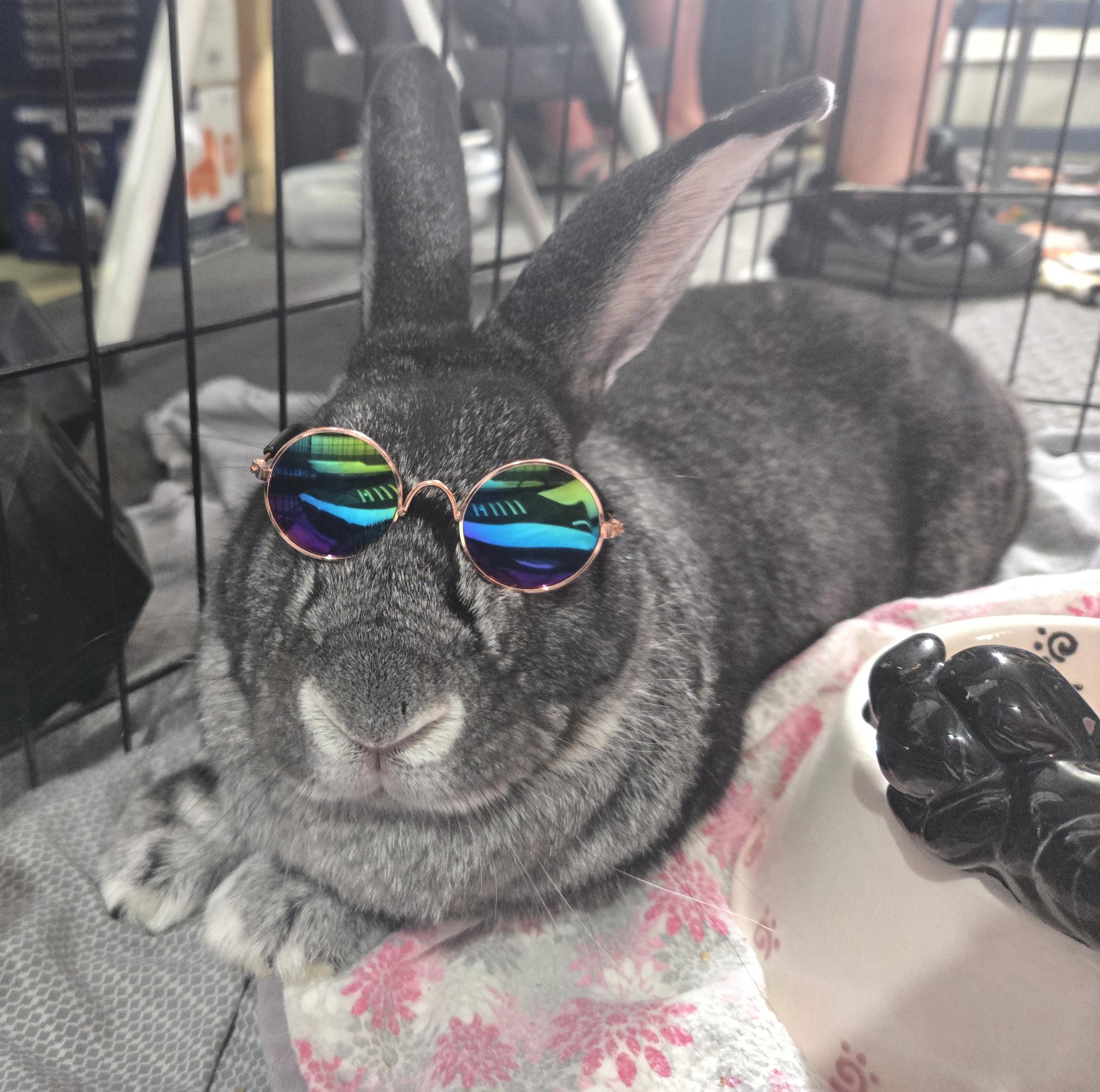 Enlarge Stewie "The Toe", a Adoptable Chinchilla in Woonsocket, RI image 3/6