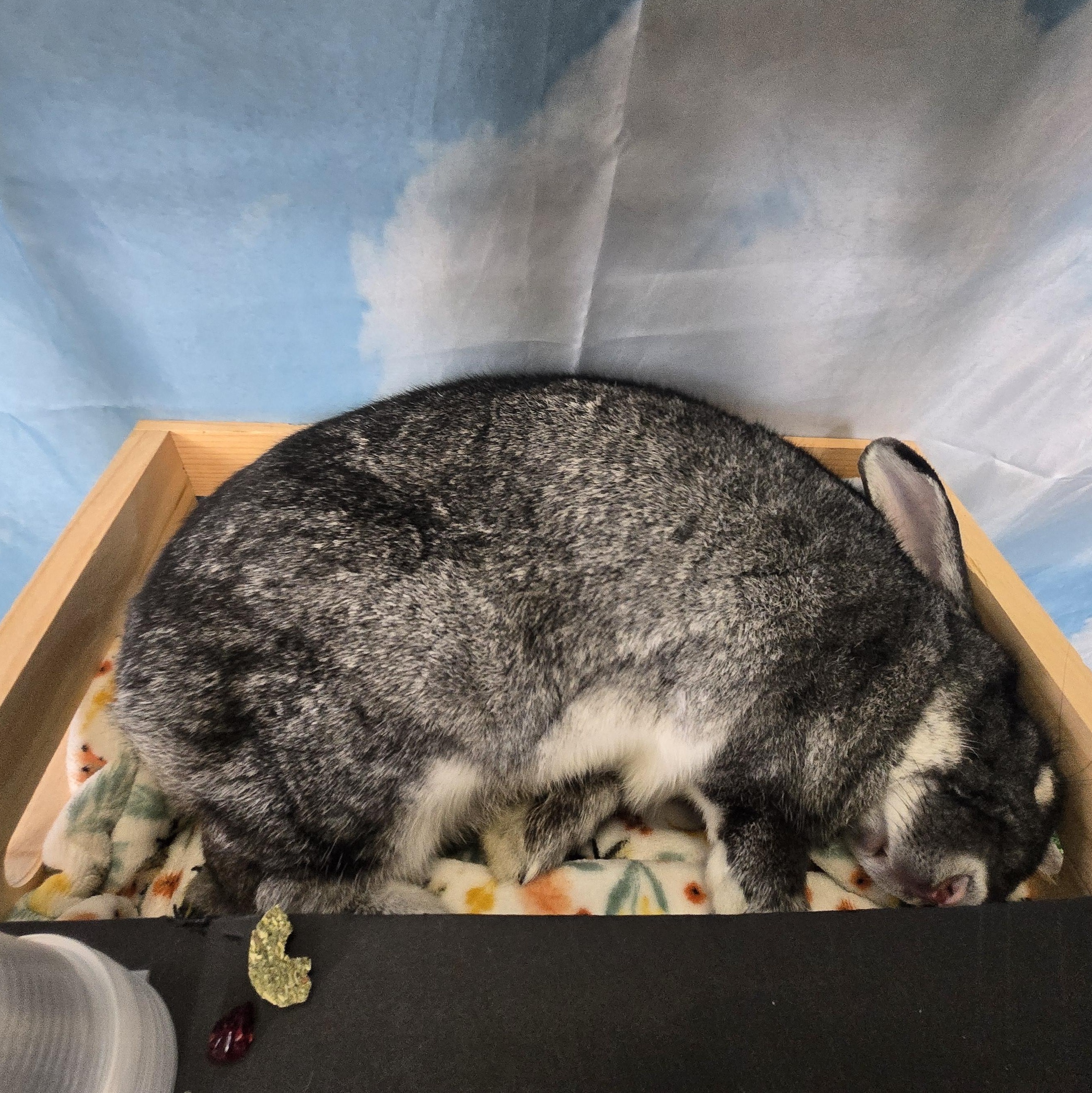 Enlarge Stewie "The Toe", a Adoptable Chinchilla in Woonsocket, RI image 6/6