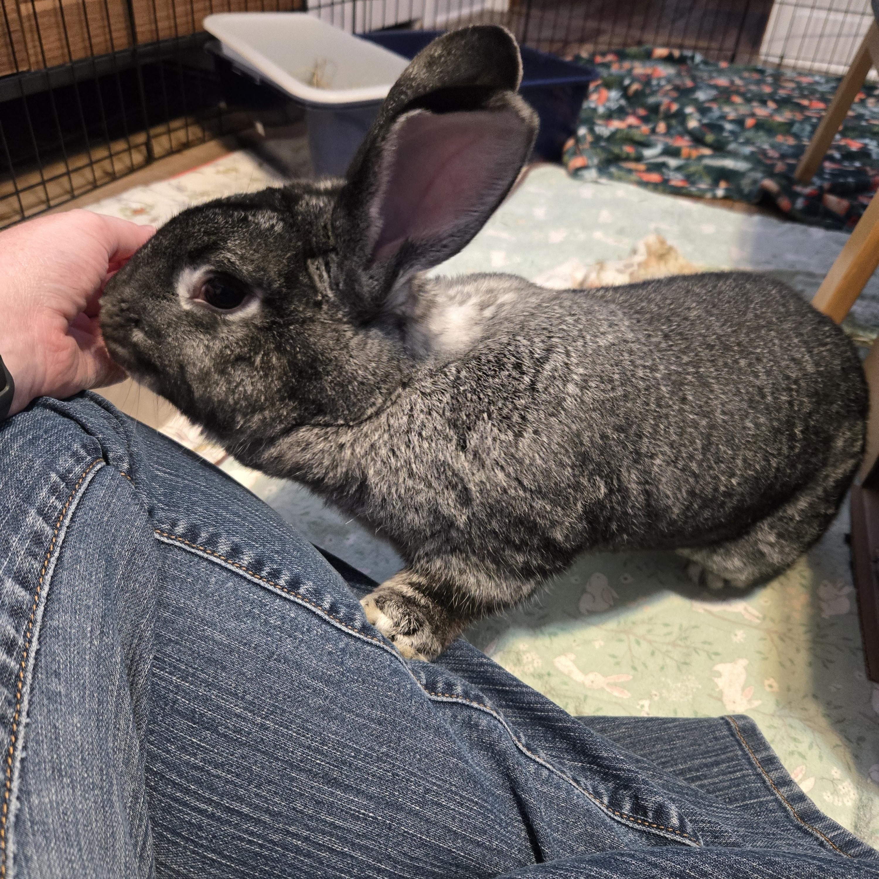 Stewie, adoptable, Adult Male Chinchilla.