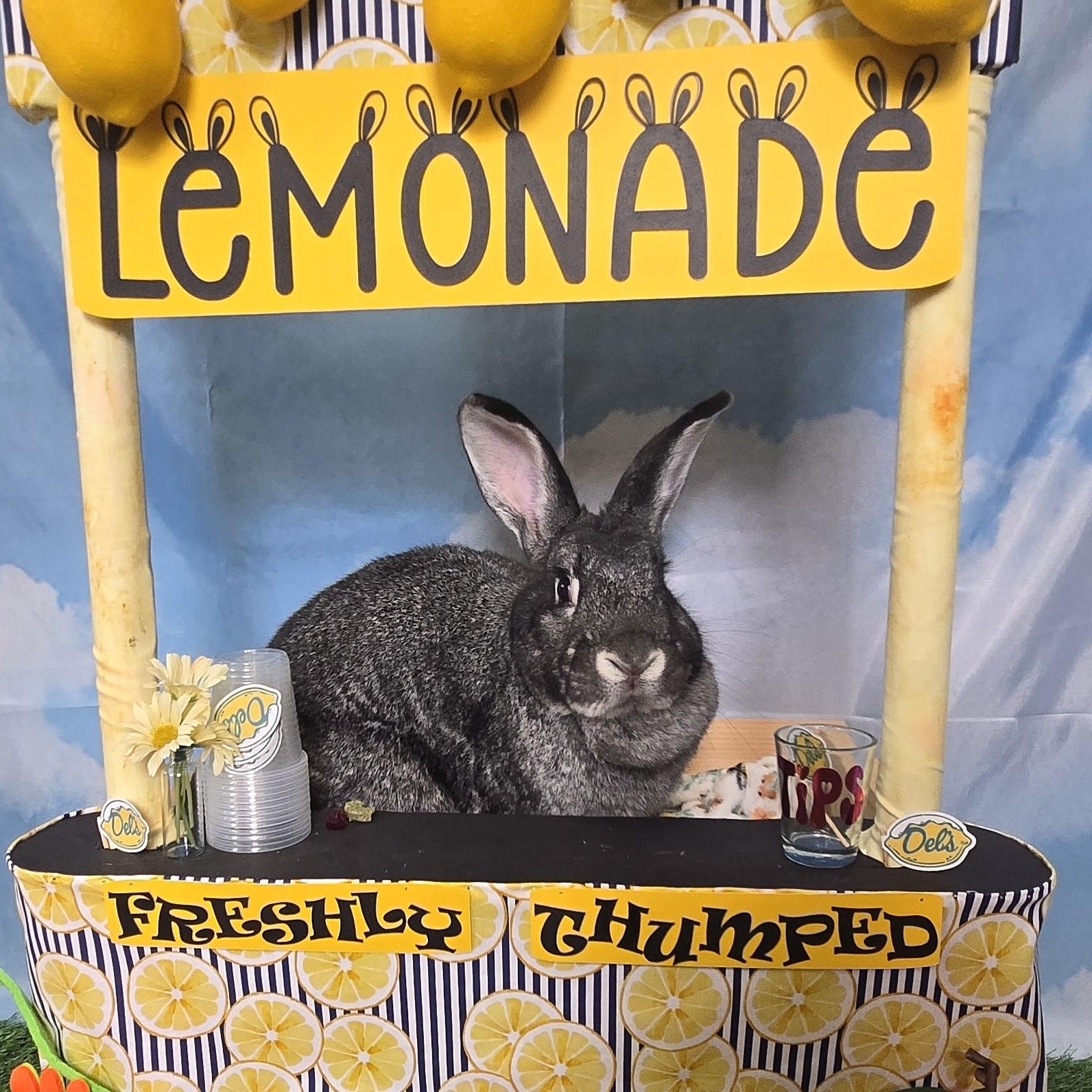 Stewie, an adoptable Chinchilla in Andover, MA image 3/6