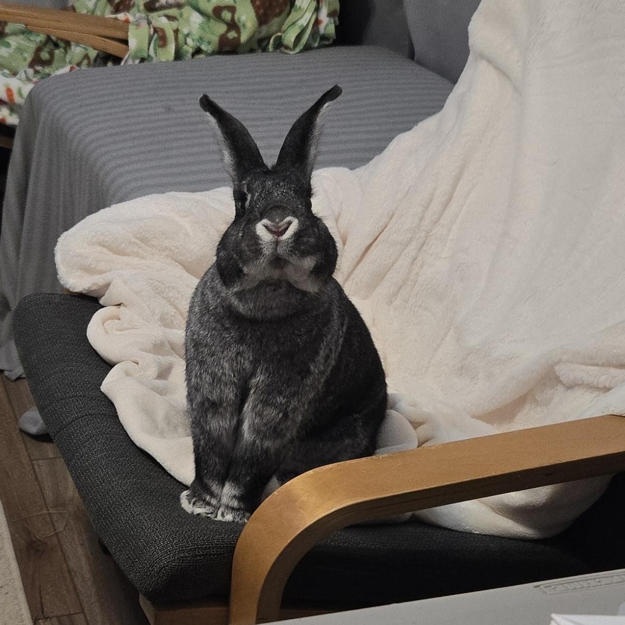 Enlarge Stewie "The Toe", a Adoptable Chinchilla in Woonsocket, RI image 4/6