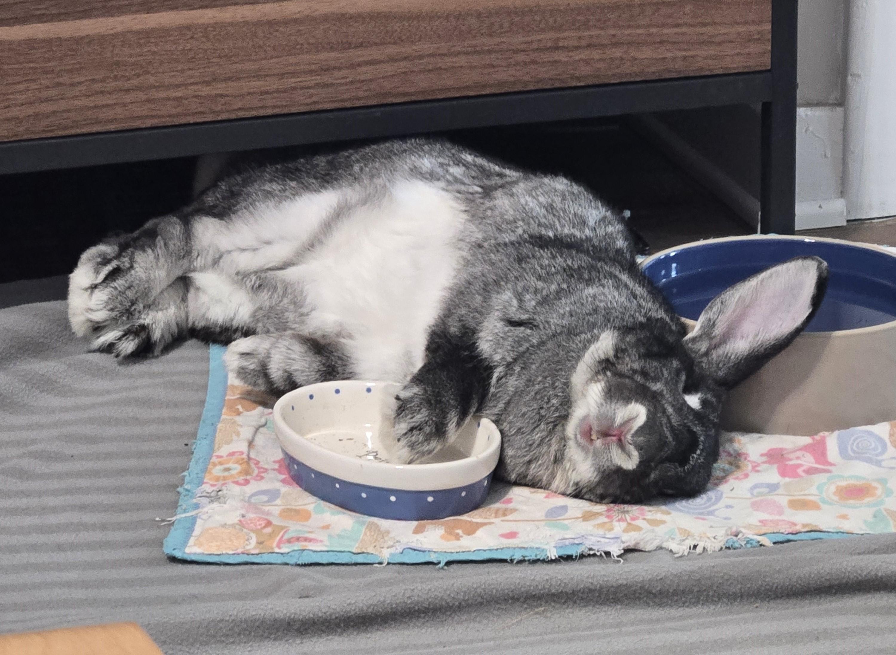 Enlarge Stewie "The Toe", a Adoptable Chinchilla in Woonsocket, RI image 2/6