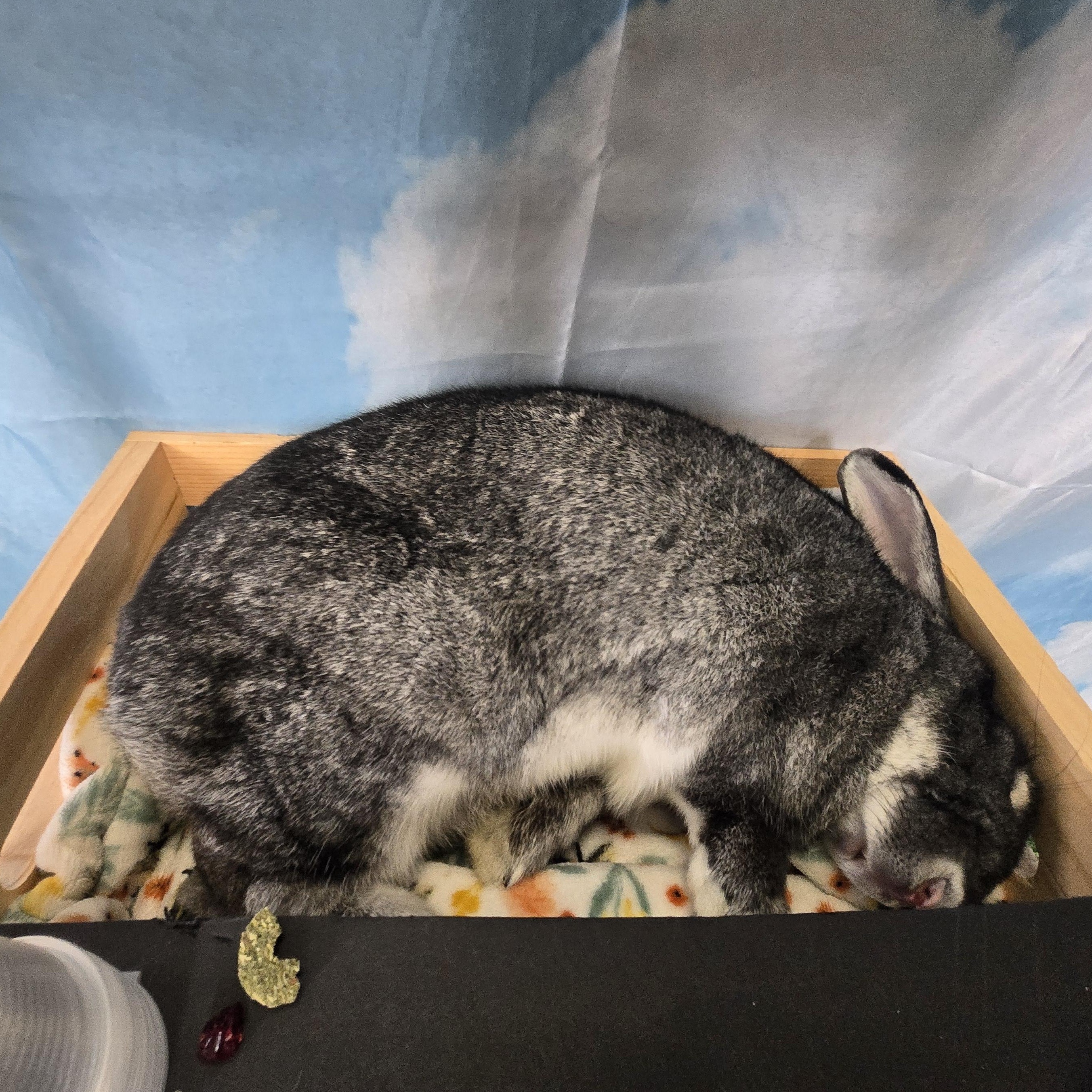 Stewie, an adoptable Chinchilla in Andover, MA image 5/6