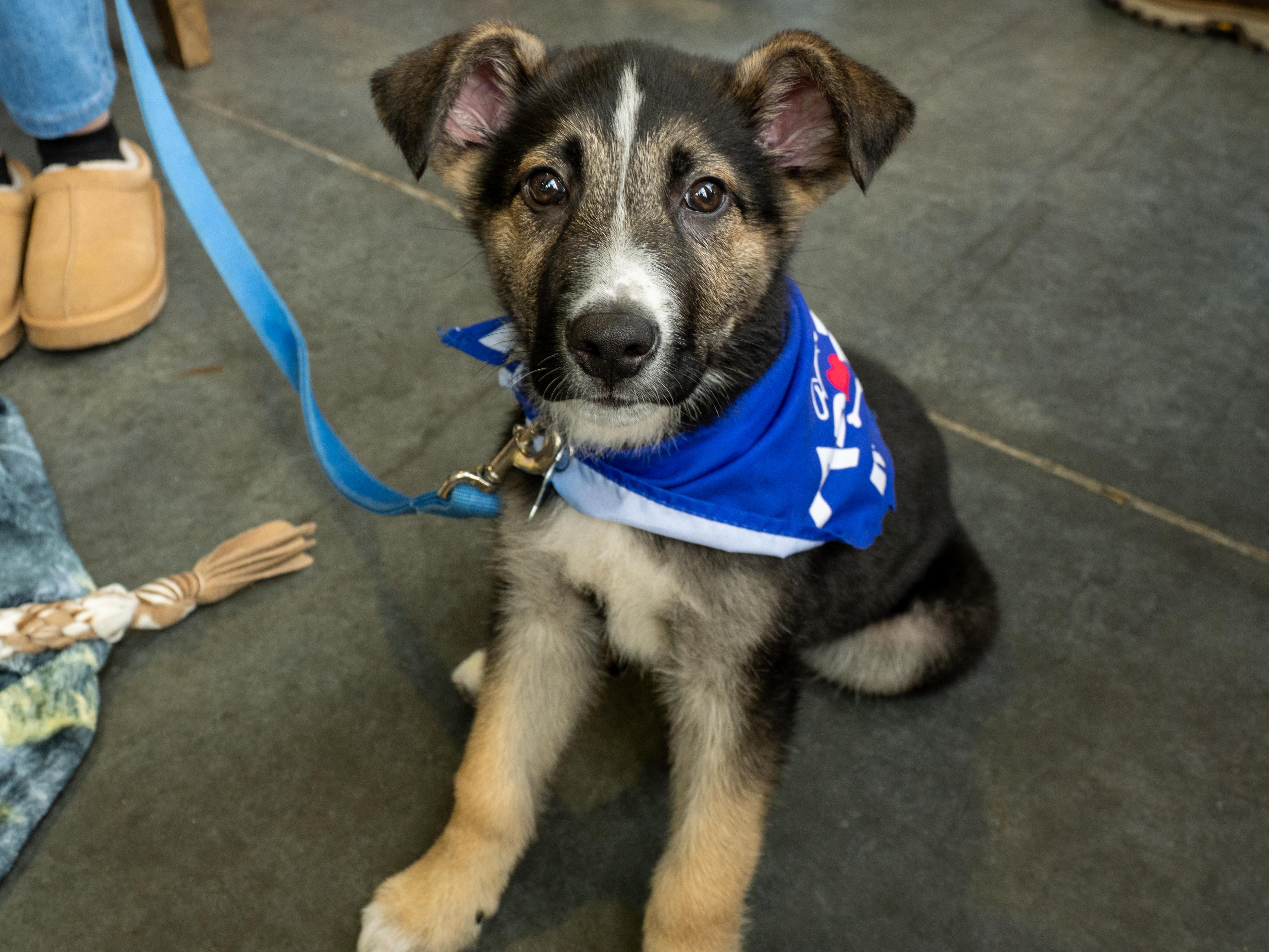 Fletcher, ADOPTABLE, Puppy Male Collie & Retriever.