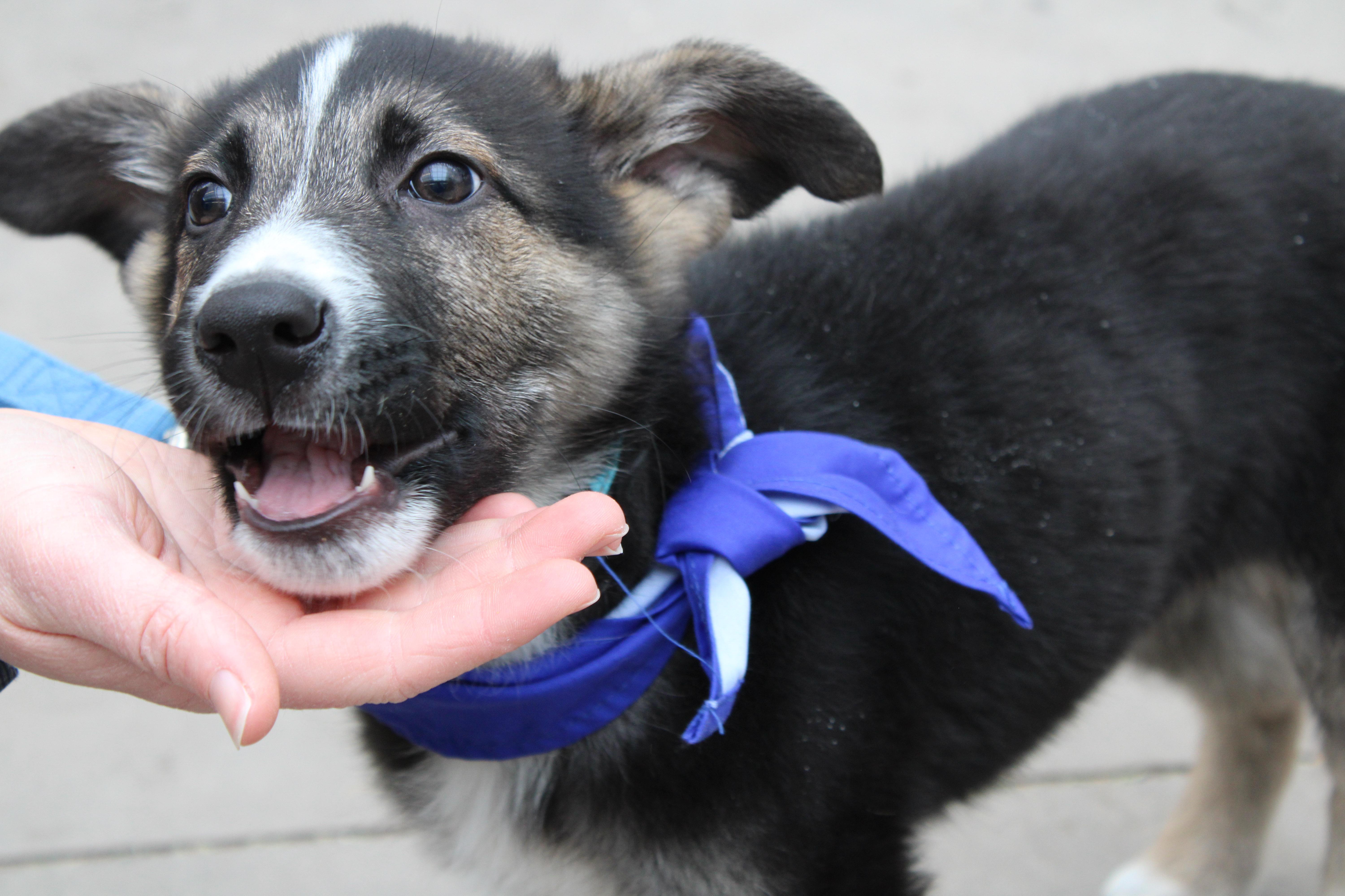 Fletcher thumbnail 3