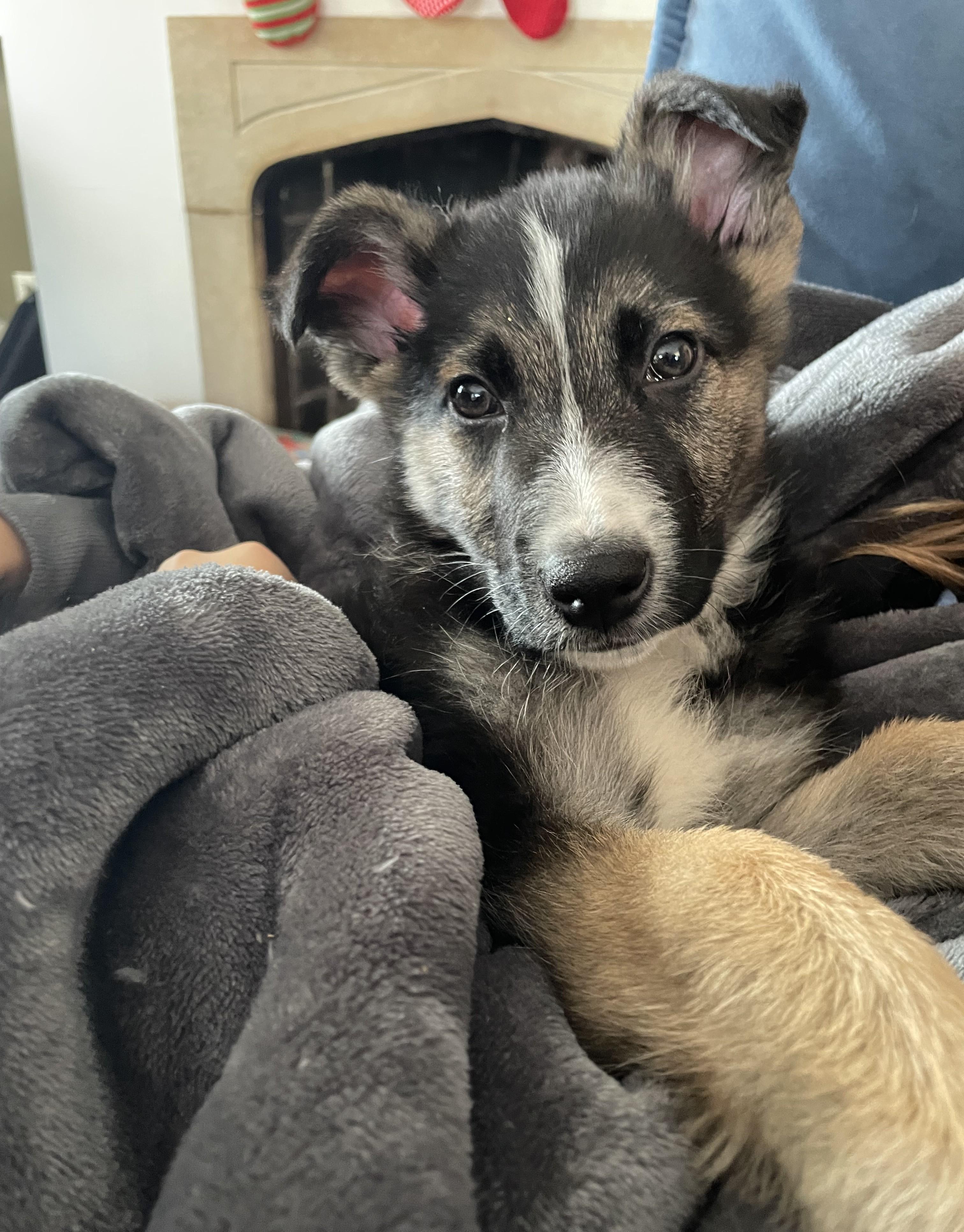 Fletcher thumbnail 5