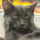 Little Grey, Adoptable, Kitten Male Domestic Short Hair.