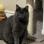 Enlarge Little Grey (**bonded with Silver**), a Adoptable Domestic Short Hair in Scarborough, ON image 2/6