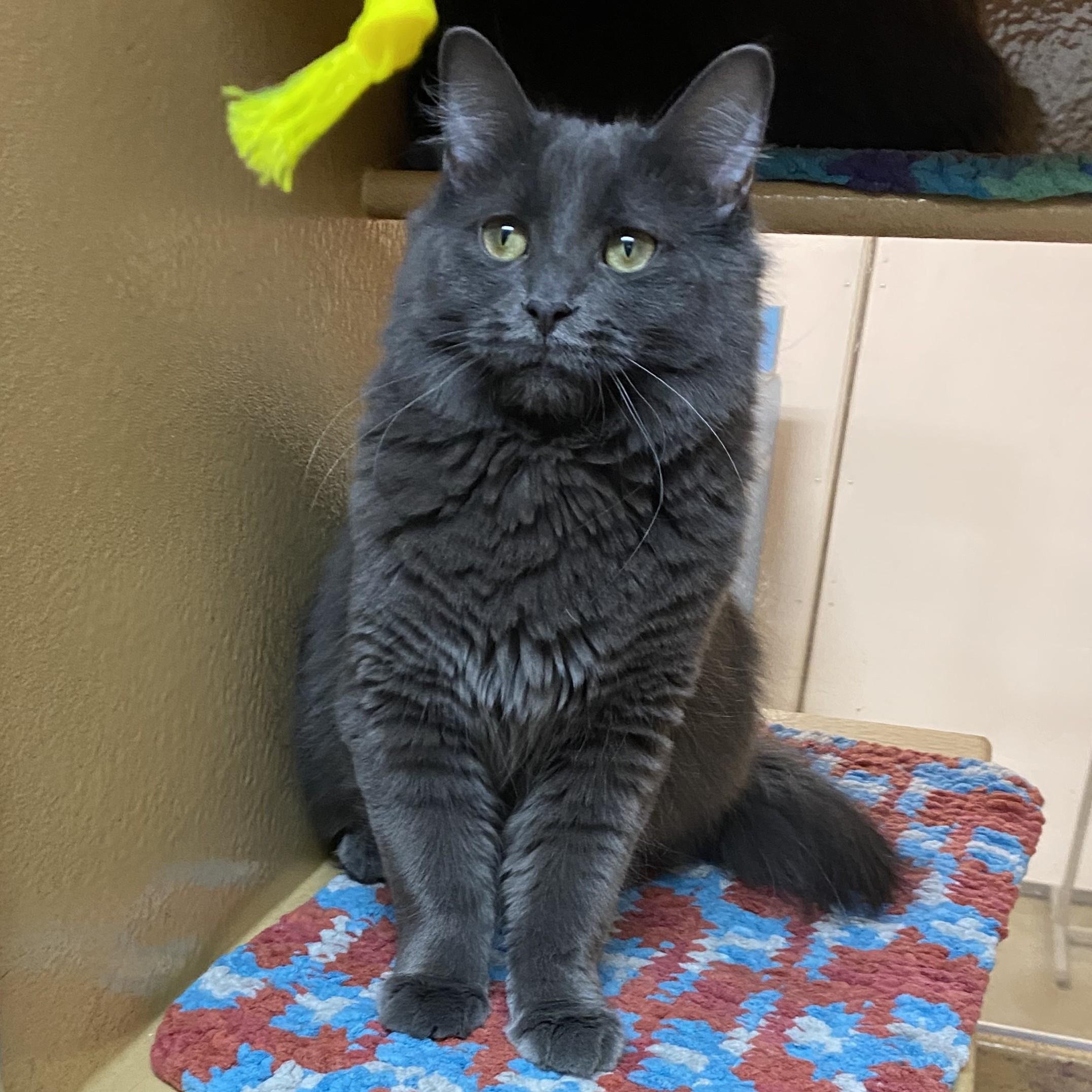 Little Grey (**bonded with Silver**), Adoptable, Young Male Domestic Short Hair.