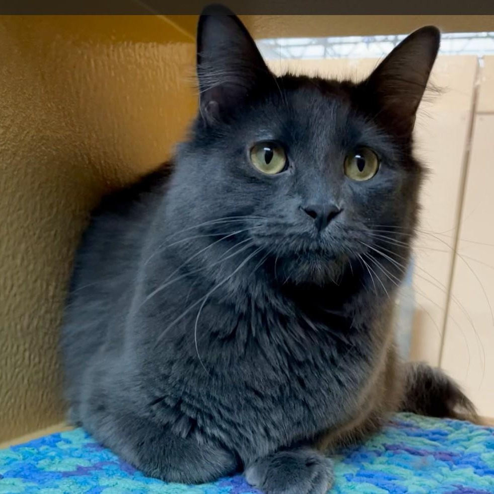 Enlarge Little Grey (**bonded with Silver**), a Adoptable Domestic Short Hair in Scarborough, ON image 4/6