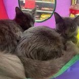 Little Grey, a Adoptable Domestic Short Hair in Pickering, ON image 2/2