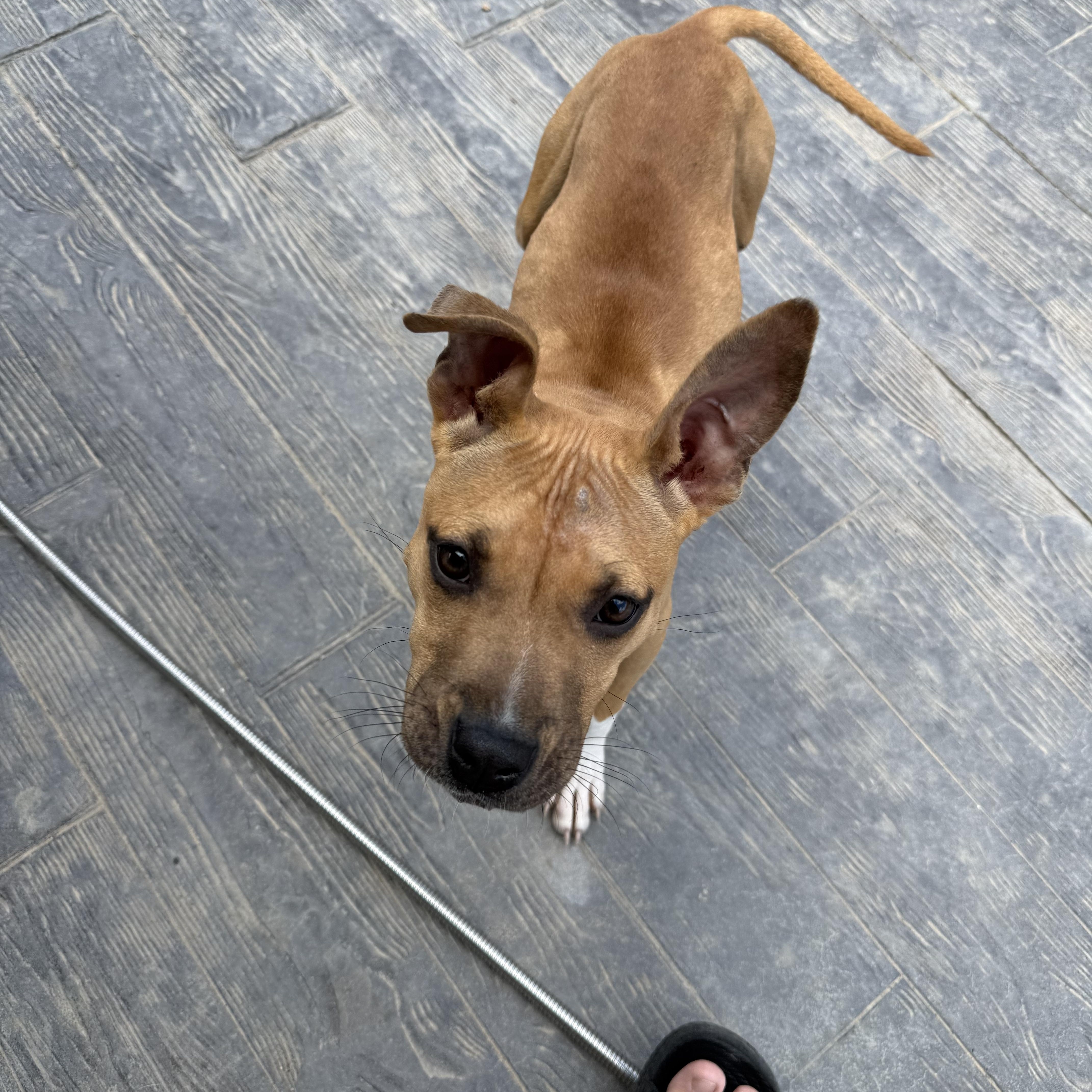 Molly, a ADOPTABLE Pit Bull Terrier in Littleton, CO image 3/4