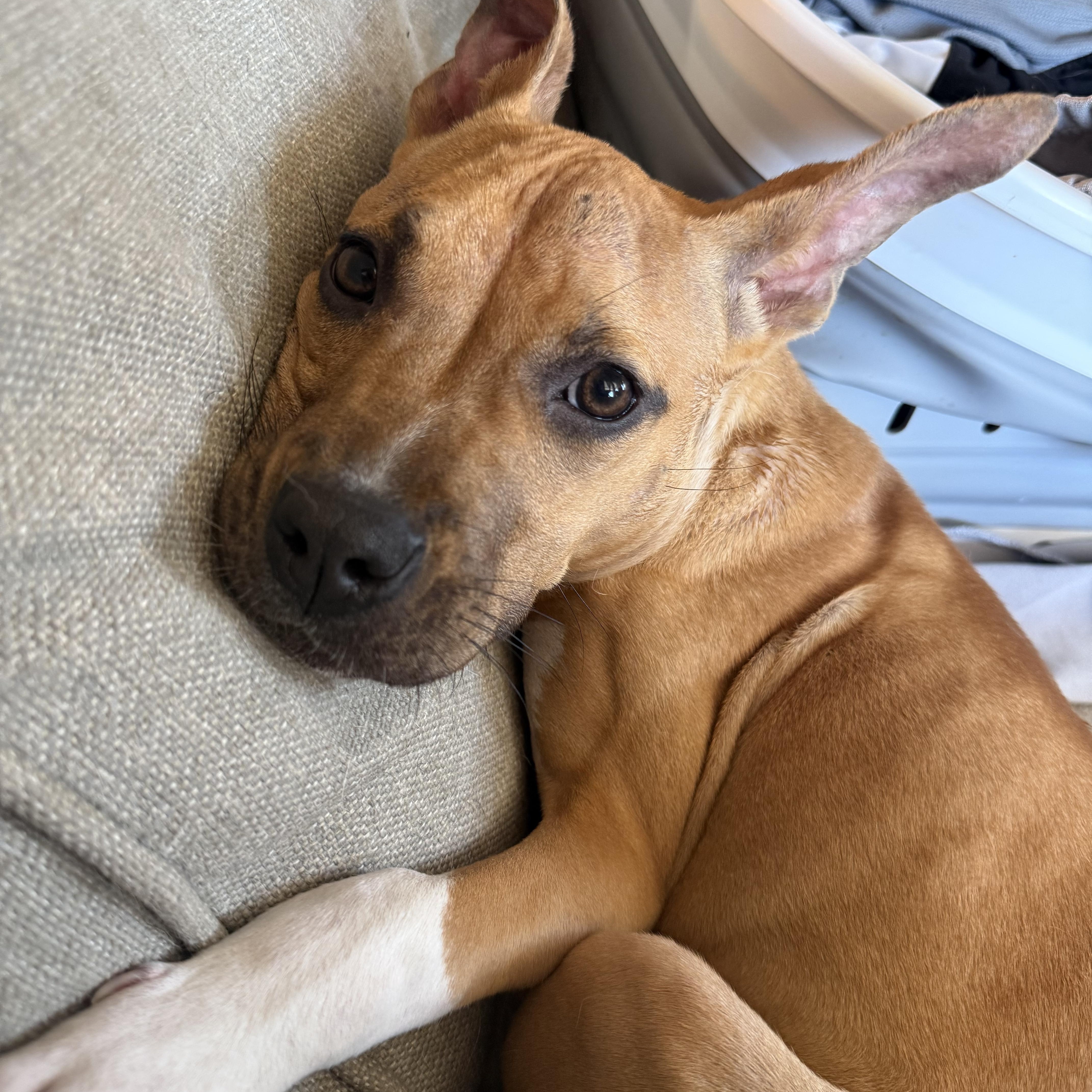 Molly, a ADOPTABLE Pit Bull Terrier in Littleton, CO image 2/4