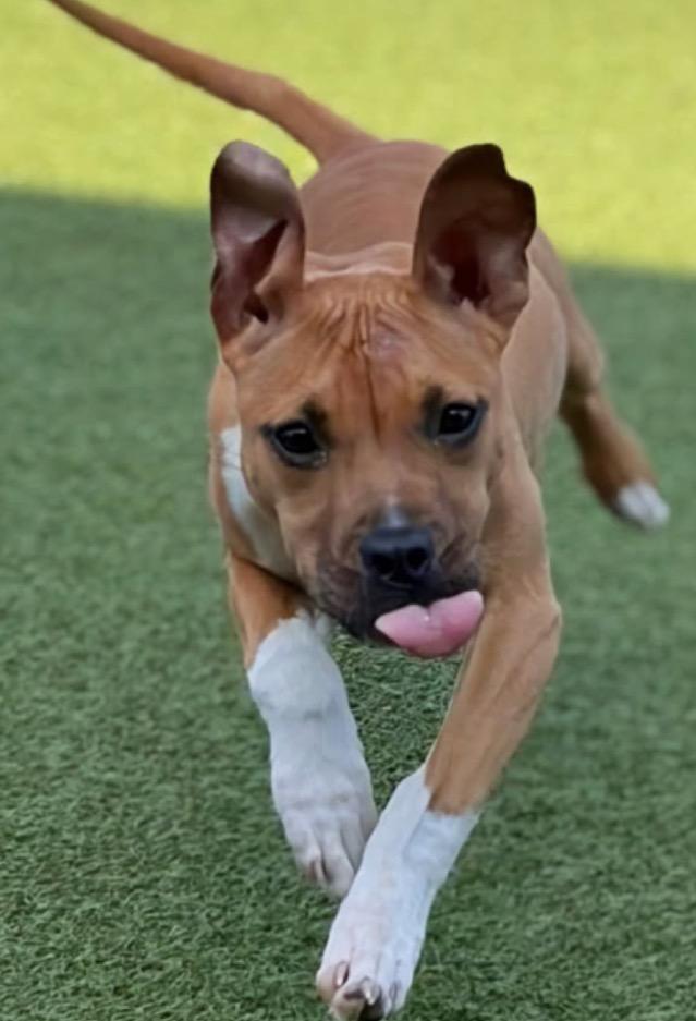 Molly, ADOPTABLE, Puppy Female Pit Bull Terrier.