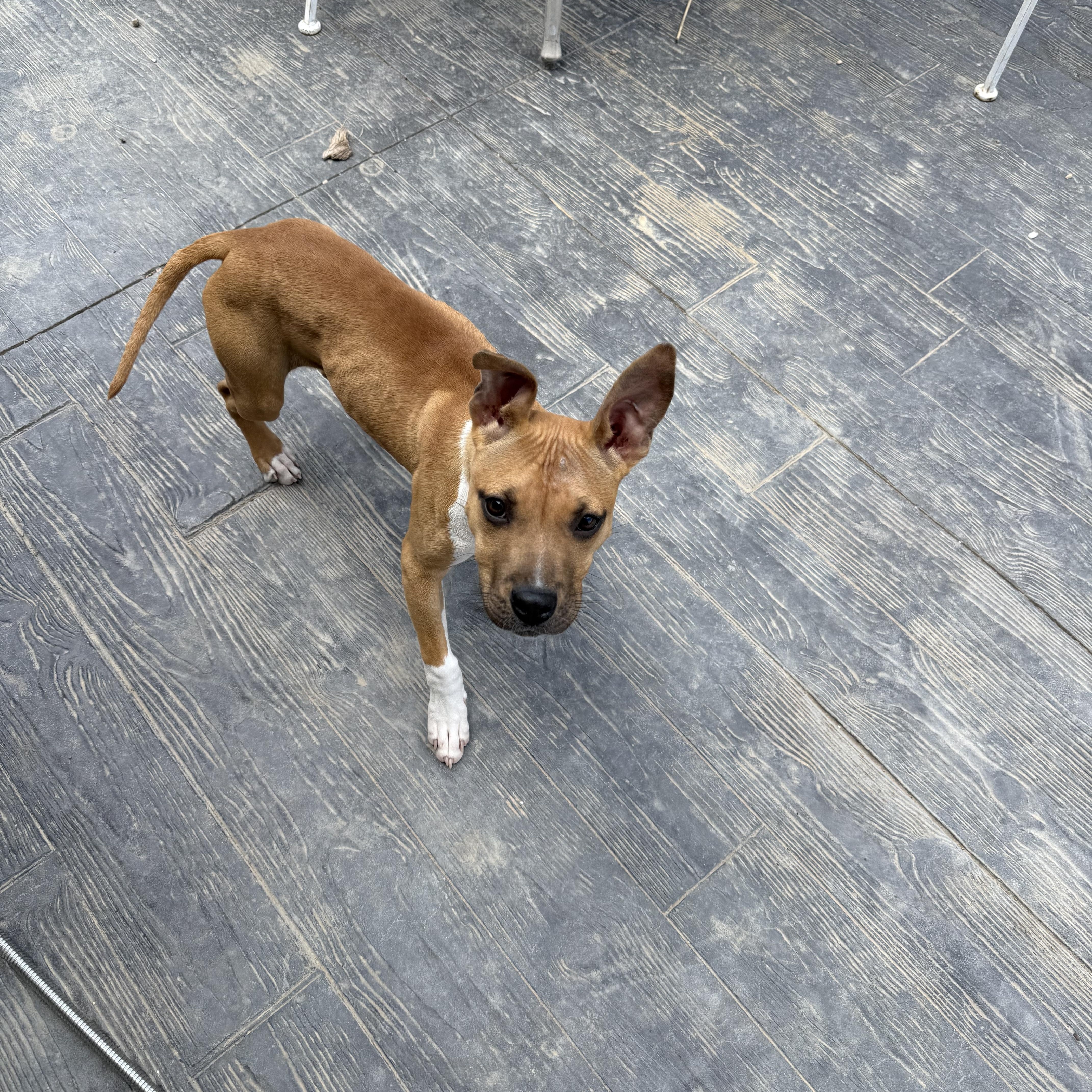 Molly, a ADOPTABLE Pit Bull Terrier in Littleton, CO image 4/4
