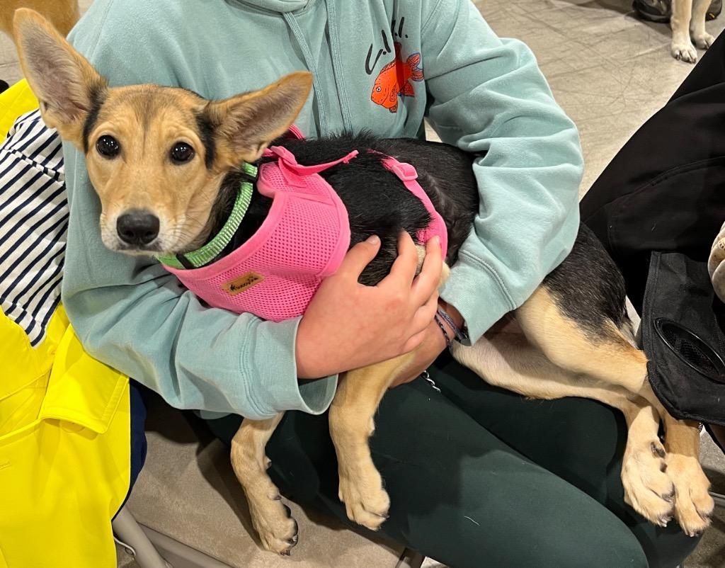 Breanna, Adoptable, Young Female Chihuahua & Shepherd.